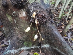 Syzygium cormiflorum