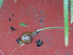 Macrochlamys hippocastaneum