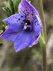 Thelymitra ixioides