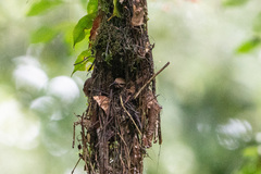 Cyanomitra cyanolaema