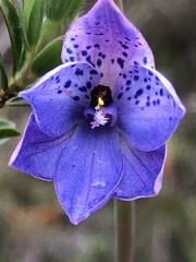 Thelymitra ixioides