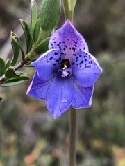 Thelymitra ixioides