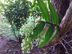 Epidendrum paniculatum