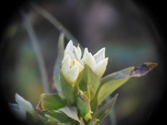 Gentianella campestris