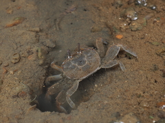 Macrophthalmus pacificus