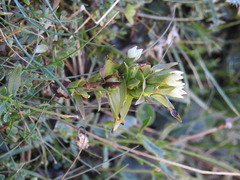 Gentianella campestris