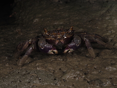 Episesarma versicolor