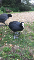 Fulica atra
