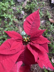 Euphorbia pulcherrima