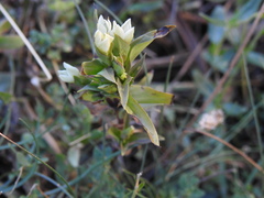 Gentianella campestris