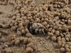 Scopimera intermedia