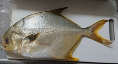 Trachinotus anak