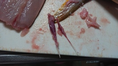 Trachinotus anak