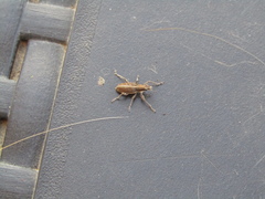 Charagmus gressorius