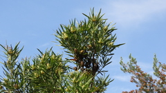 Leucadendron eucalyptifolium