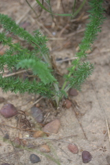 Pelargonium rapaceum