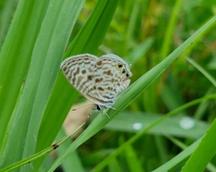 Leptotes pirithous