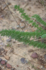 Pelargonium rapaceum