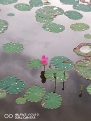 Nelumbo nucifera