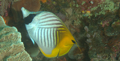 Chaetodon auriga