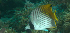 Chaetodon auriga