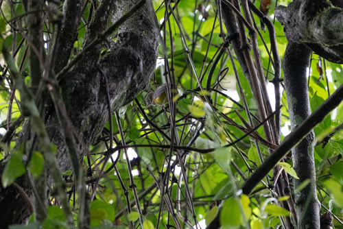 iNaturalist image