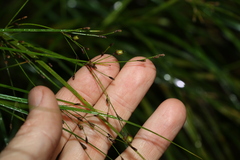 Exocarya sclerioides