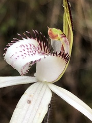 Caladenia venusta