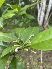 Rubiaceae