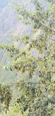 Alnus nepalensis
