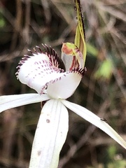 Caladenia venusta