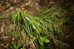 Exocarya sclerioides