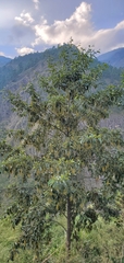 Alnus nepalensis