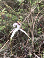 Caladenia venusta