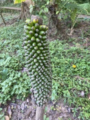 Amorphophallus