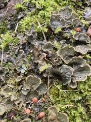 Peltigera
