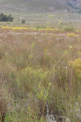 Leucadendron corymbosum