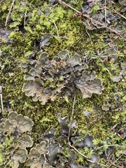Peltigera