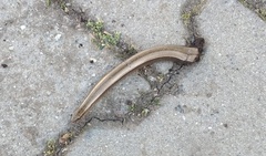 Anguis colchica