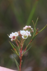 Diosma hirsuta