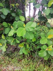 Dillenia suffruticosa