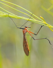 Harpobittacus australis