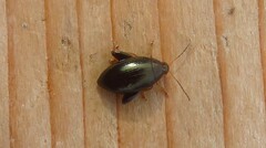 Psylliodes chrysocephala