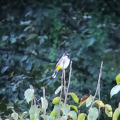 Pycnonotus leucogenys