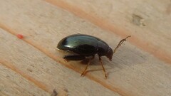 Psylliodes chrysocephala