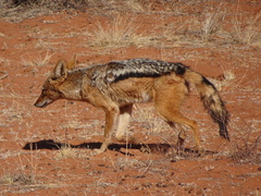 Lupulella mesomelas mesomelas