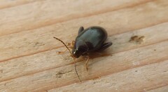 Psylliodes chrysocephala