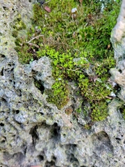 Tortula muralis