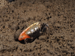 Tubuca acuta
