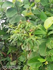 Dillenia suffruticosa